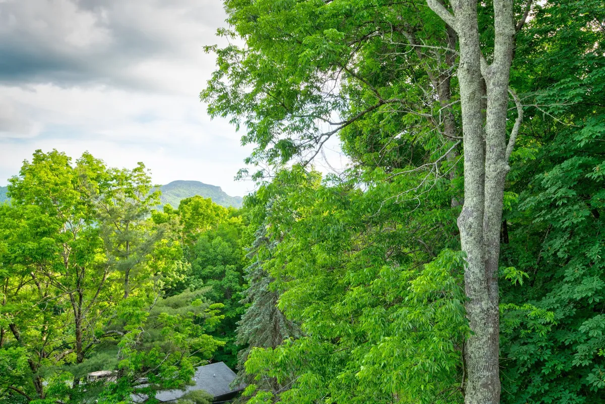 A sweeping view of lush green trees and distant mountains unfolds under a tranquil sky. The setting evokes the beauty of nature trails and the promise of adventure just beyond the home's doorstep. This perspective hints at the expansive outdoor opportunities available to visitors and their pets.